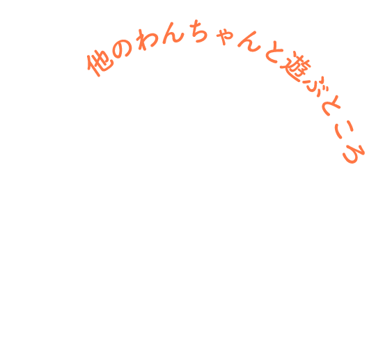 他のわんちゃんと遊ぶところ